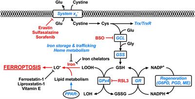 Frontiers | Targeting Nrf2 to Suppress Ferroptosis and Mitochondrial ...